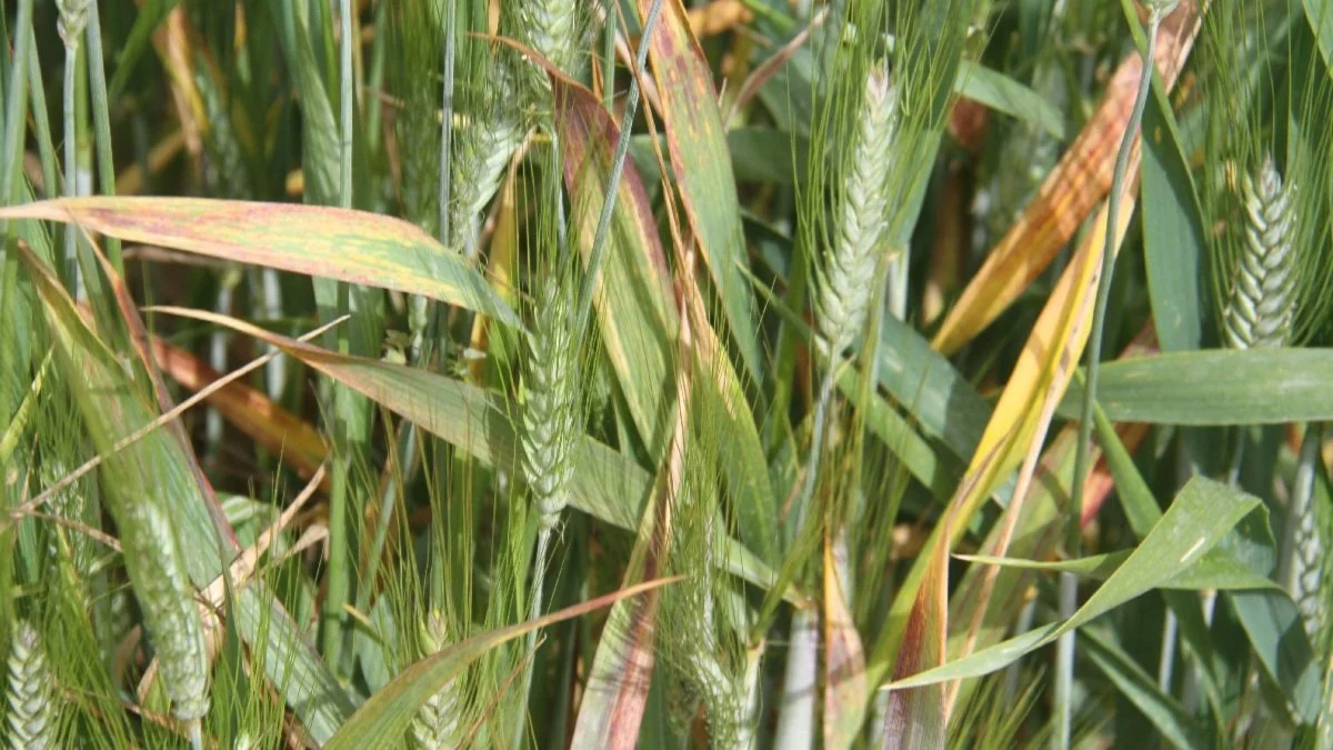 Konya Ovası’nda sarı pas hastalığı